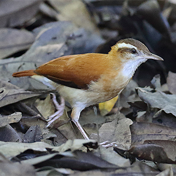 Pale-legged Hornero