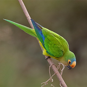 Peach-fronted Parakeet