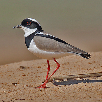 Pied Lapwing
