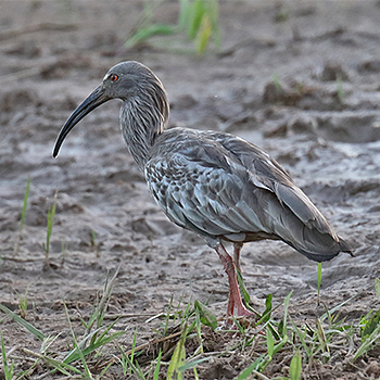 Plumbeous Ibis