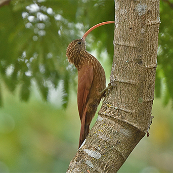 Red-billed Scythebill