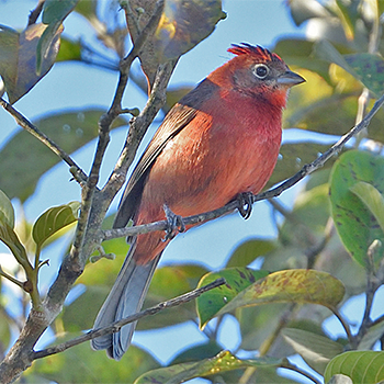 Red-crested Finch