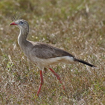 Red-legged Seriema