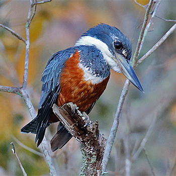 Ringed Kingfisher