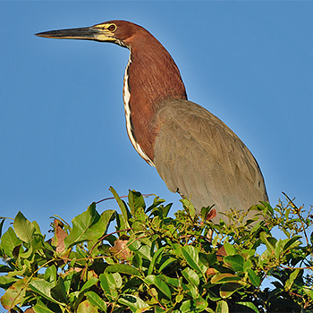 Rufescent Tiger-heron