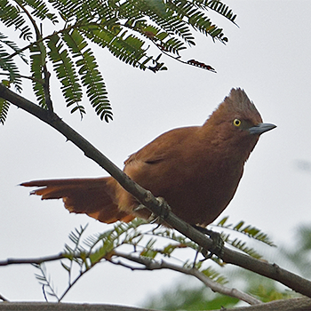 Rufous Cacholote