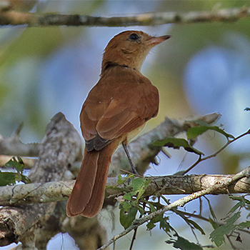 Rufous Casiornis