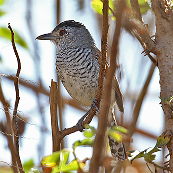 Rufous-winged Antshrike