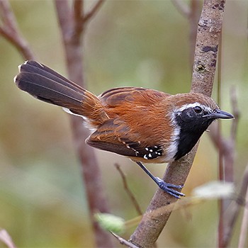 Rusty-backed Antwren
