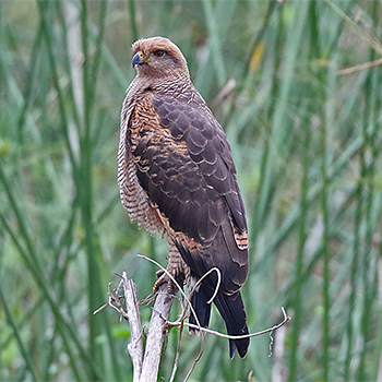 Savanna Hawk