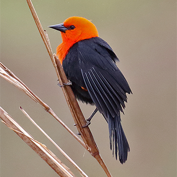 Scarlet-headed Blackbird