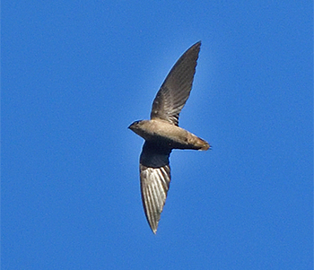 Sick's Swift