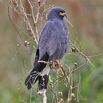 Snail Kite