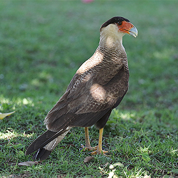 Southern Caracara