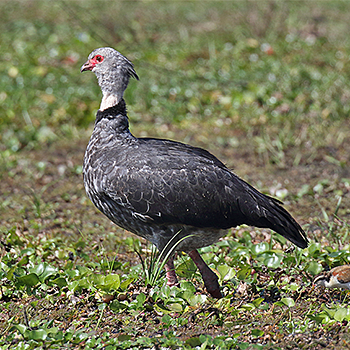 Southern Screamer