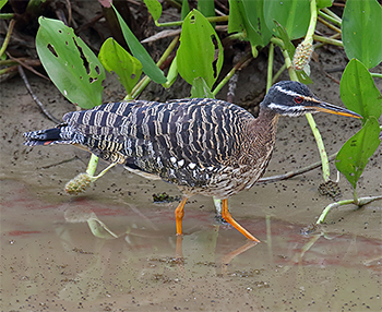 Sunbittern