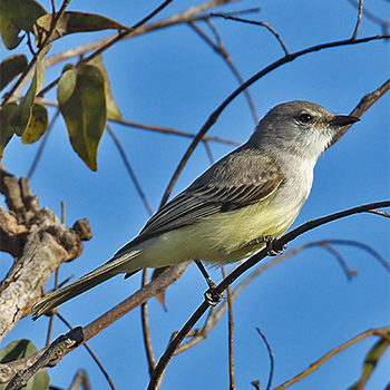 Suiriri Flycatcher