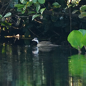 Sungrebe