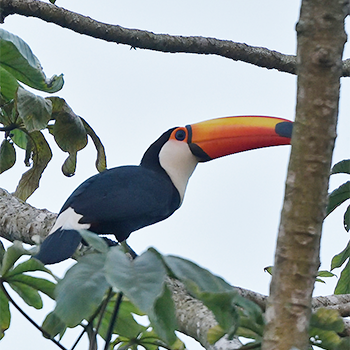 Toco Toucan