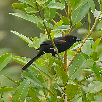Variable Oriole
