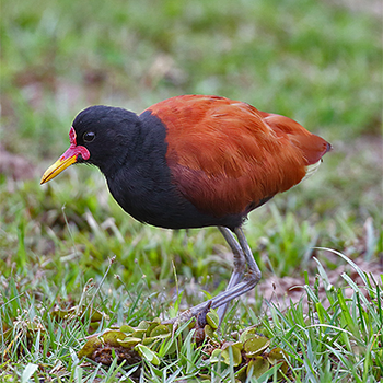 Wattled Jacana