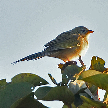Wedge-tailed Grass-finch