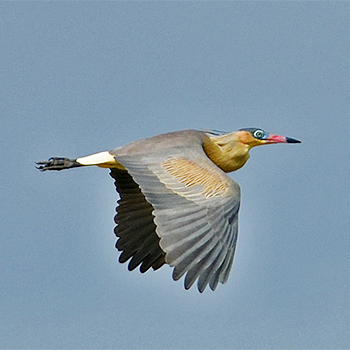 Whistling Heron