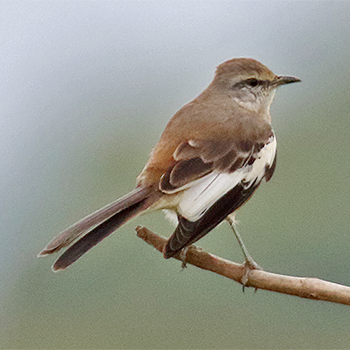 White-banded Mockingbird