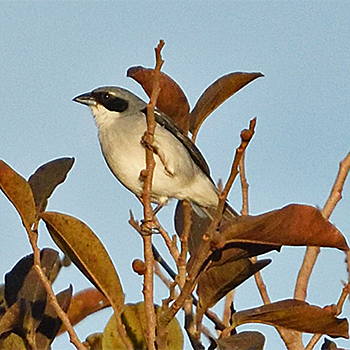 White-banded Tanager