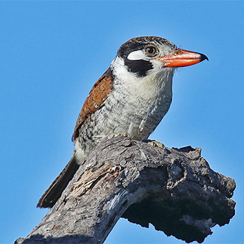 White-eared Puffbird