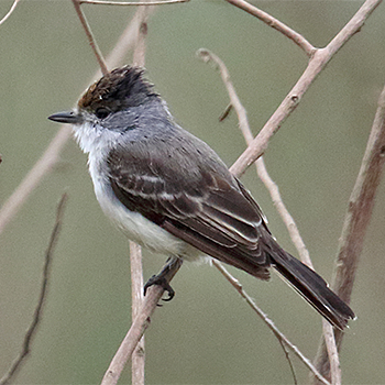 White-naped Xenopsaris