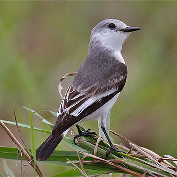White-rumped Monjita