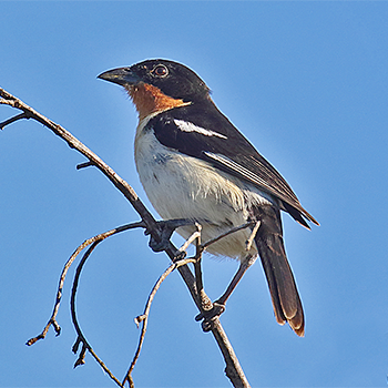 White-rumped Tanager
