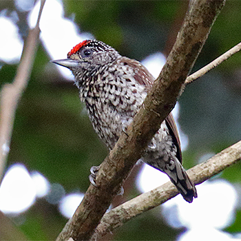 White-wedged Piculet