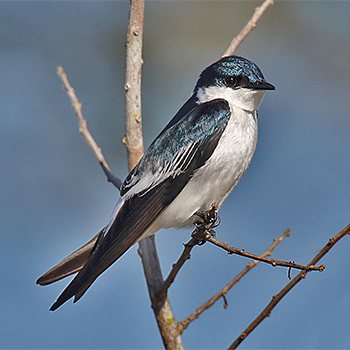 White-winged Swallow