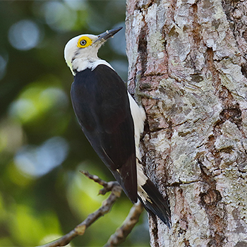 White Woodpecker