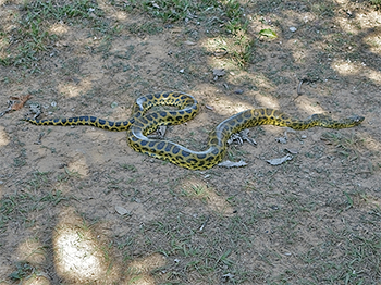 Yellow Anaconda