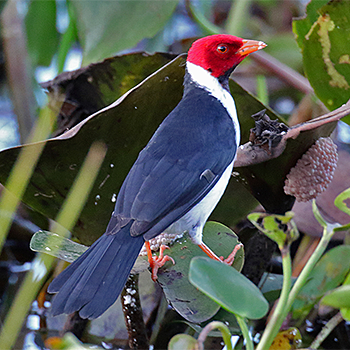 Yellow-billed Cardinal