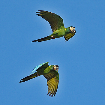 Yellow-collared Macaws