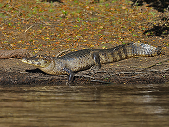 Yellow-throated Caiman