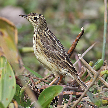 Yellowish Pipit