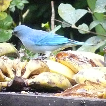 Azure-shouldered Tanager