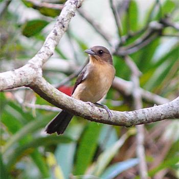 Black-goggled Tanager