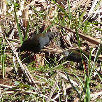 Blackish Rail