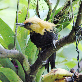 Blonde-crested Woodpecker