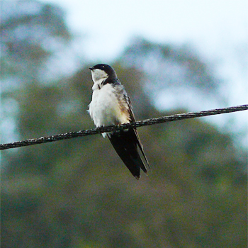 Blue-and-white Swallow