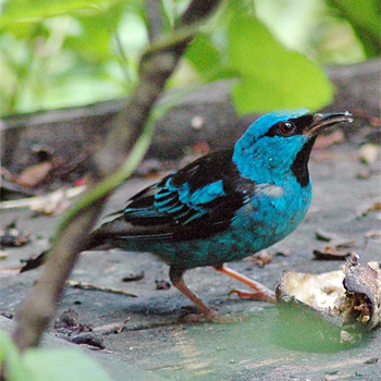 Blue Dacnis (male)