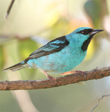 Blue Dacnis