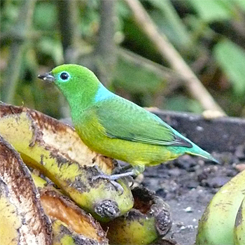 Blue-naped Chlorophonia
