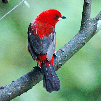 Brazilian Tanager
